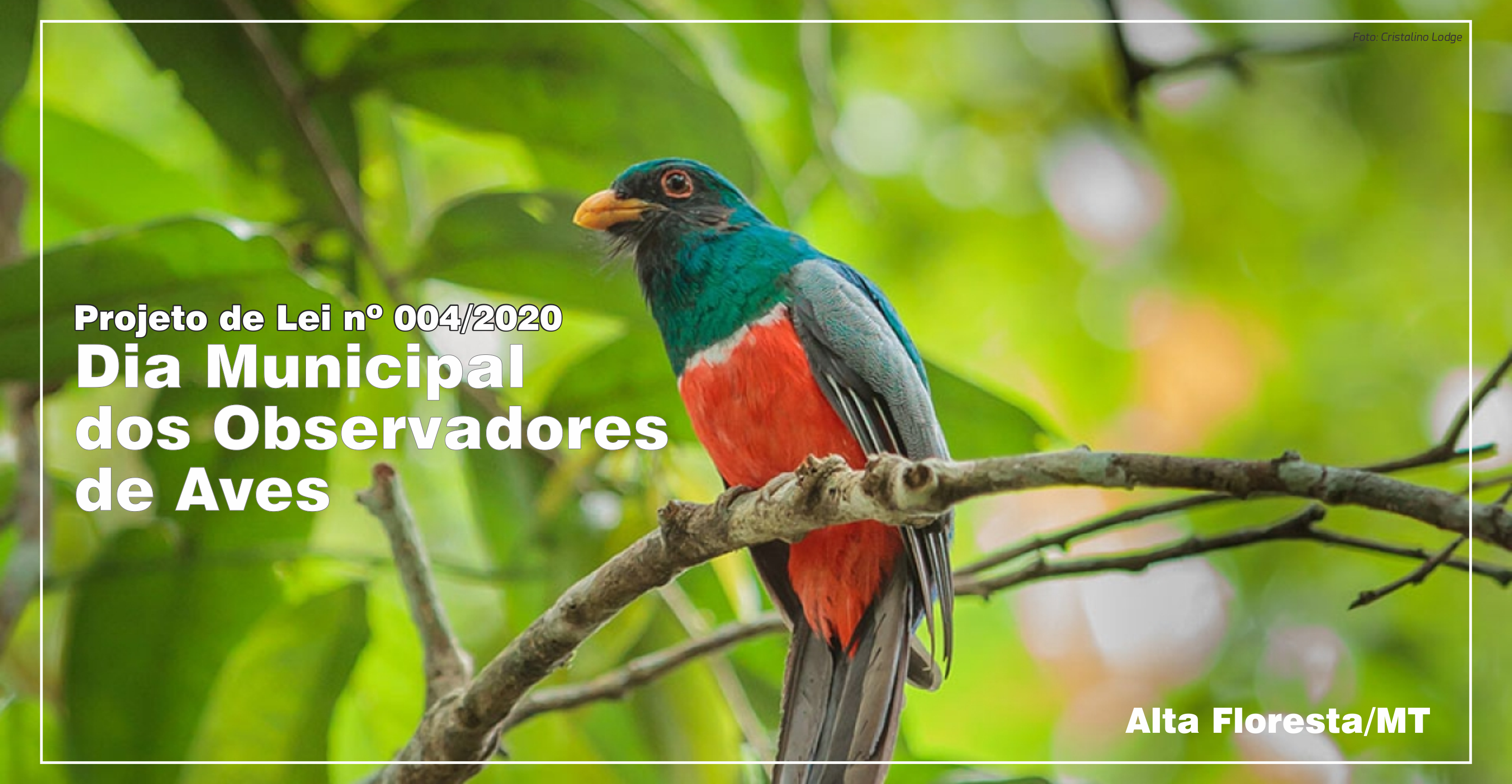 Projeto de Lei do vereador Mequiel cria o Dia dos Observadores de Aves