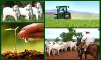Semana do Agricultor e do Pecuarista